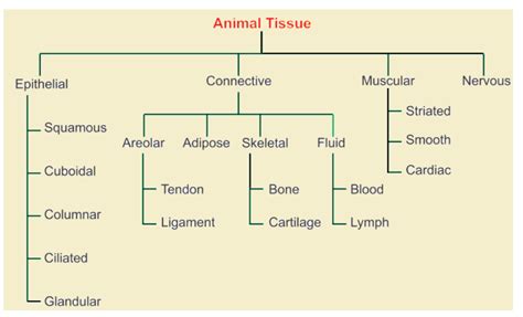 Animal Tissues their Classifications and Functions @ BYJU'S