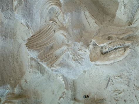 Ashfall Fossil Beds State Historical Park