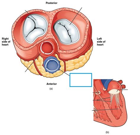 What Is The Function Of The Aortic Semilunar Valve Quora