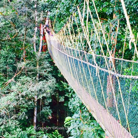 No getaway to Taman Negara would be complete without doing the infamous ‘Canopy Walkway’. The ...