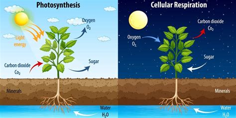 How Are Photosynthesis And Cellular Respiration Related | My XXX Hot Girl