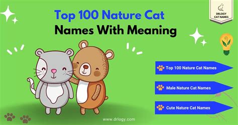 111 Best Nature Cat Names With Meaning - Drlogy Cat Names