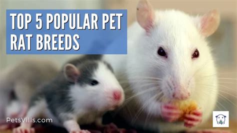 Top 5 Popular Pet Rat Breeds – HousePetsCare.com