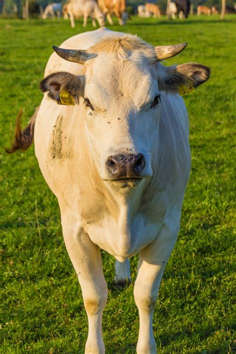 Fotos gratis : granja, comida, ganado, pastar, Vacas, toro, Animales ...