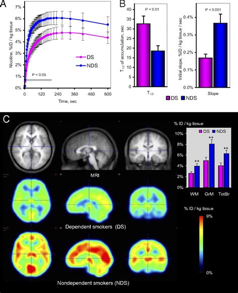 Nicotine Effects On Brain