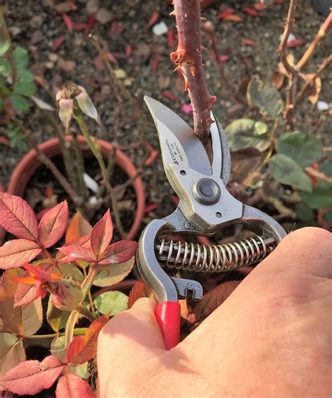 Pruning Roses | Pruning roses, Prune, Rose