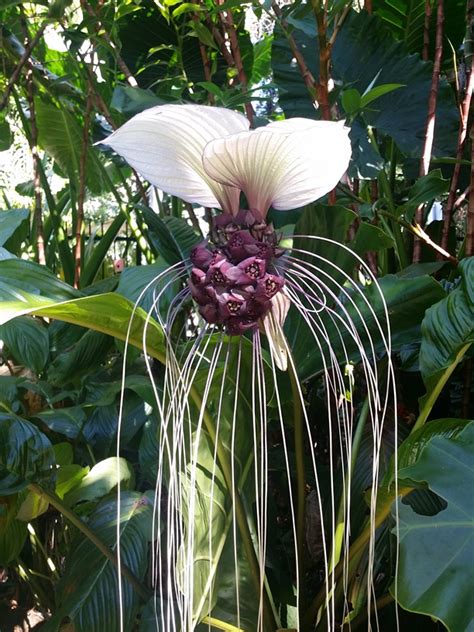 Tropical Magic - White Bat Plant ⋆ Palm Cove Tropic Apartments