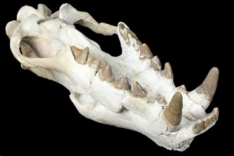 10.5" Fossil Hyaenodon Skull - South Dakota (#131362) For Sale ...