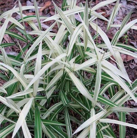 Chasmanthium latifolium River Mist Northern Sea Oats - Sugar Creek Gardens