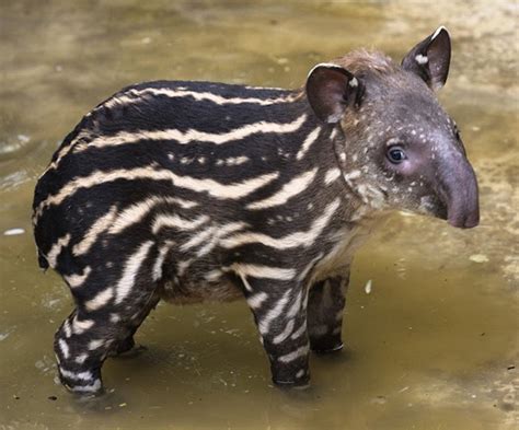 Cute!: Baby Tapir!