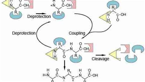 Synthesis of Synthetic Peptides | Domestic Peptides