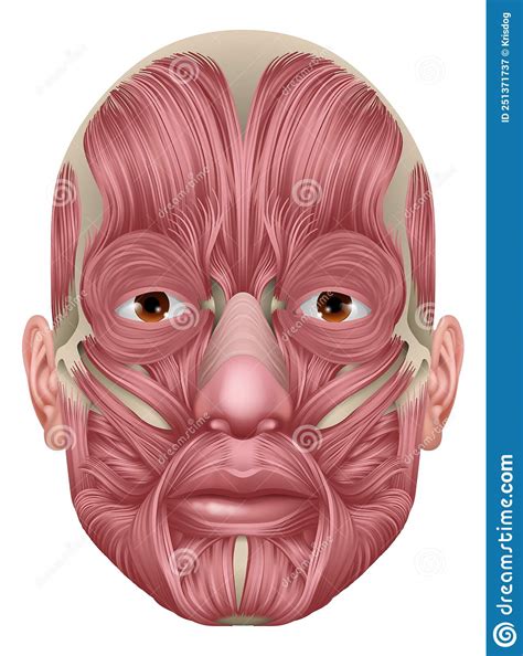 Face Muscles Human Muscle Medical Anatomy Diagram Stock Vector - Illustration of model, anatomic ...