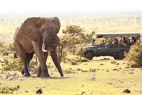 Track the Mara's wildlife on a game drive | Timbuktu Travel