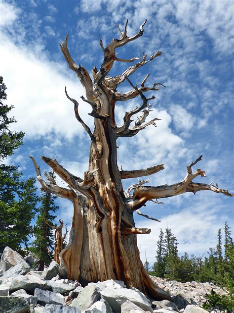 Bristlecone pine: Bristlecone and Glacier Trail, Great Basin National Park, Nevada