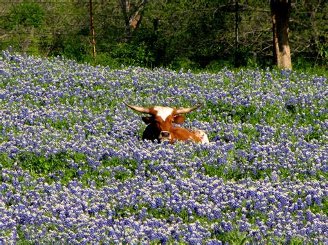 Ennis Bluebonnet Trail | Blue bonnets, Texas bluebonnets, Nature