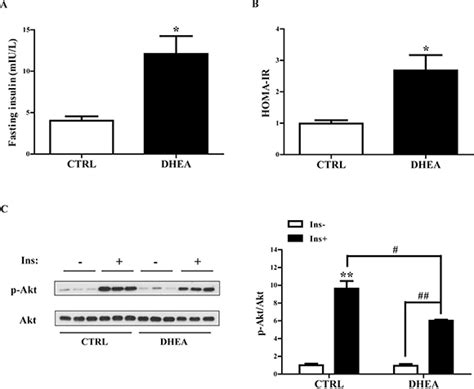Dehydroepiandrosterone-induced activation of mTORC1 and inhibition of autophagy contribute to ...