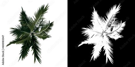 Top view tree ( Alexander palm Tree Palm 3) white background alpha png 3D Rendering 3D ...