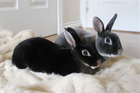 Rex Rabbits- The best animals to pet | Rabbit breeds, Pet rabbit, Pet bunny