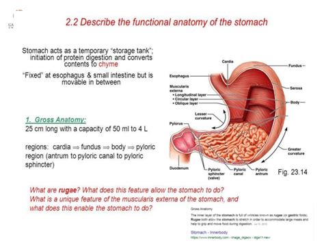 Functional anatomy of stomach, functions of stomach and glands of sto…