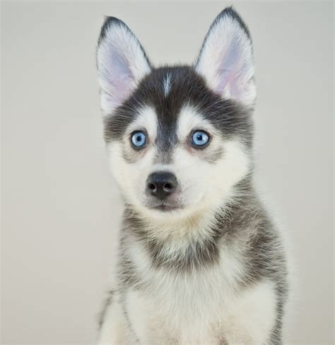 Cute Pictures of Huskies | POPSUGAR UK Pets Photo 7