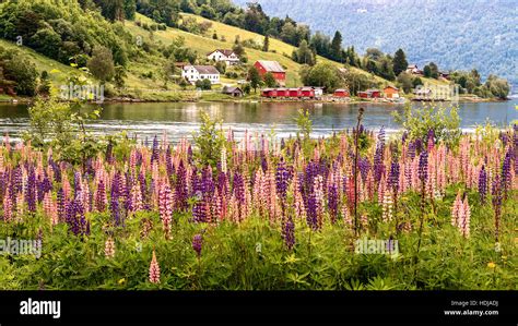 Lupins Flowering In Olden Fjord Norway Stock Photo - Alamy