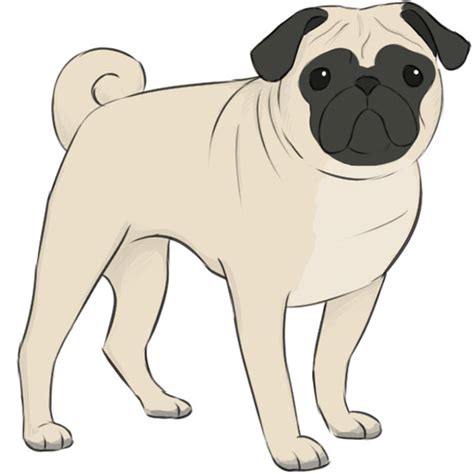 How to Draw a Pug - Easy Drawing Art