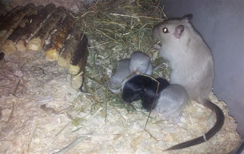 Why Do Gerbils Eat Their Babies? – Rodent Zone