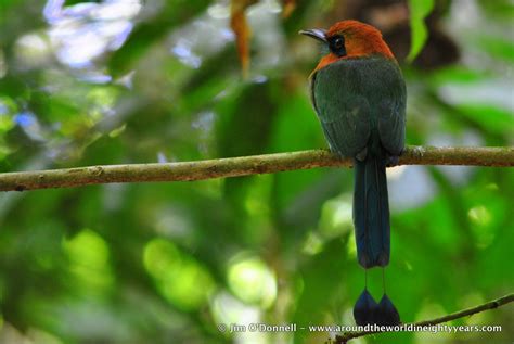 A Taste of Costa Rican Wildlife from La Selva Biological Station | Around the World in Eighty Years