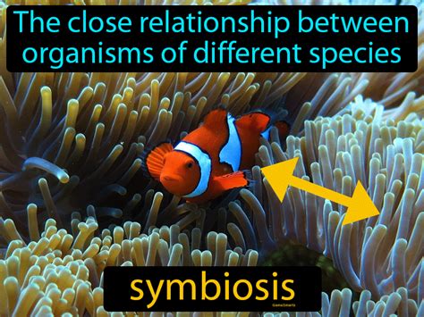 Symbiosis Definition & Image | GameSmartz