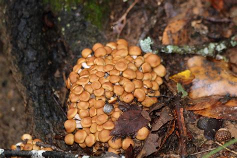 Ringless Honey Mushrooms In Fall Free Stock Photo - Public Domain Pictures