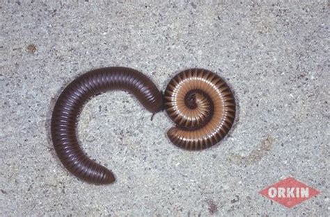 Types of Millipedes: Millipede Species Identification | Orkin