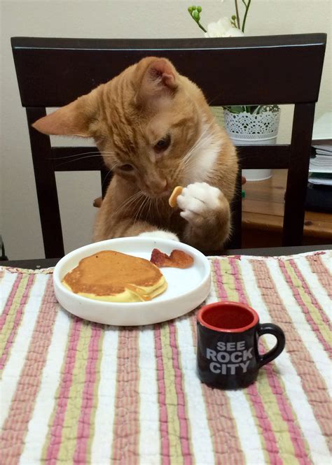 Cat Eating Its Breakfast Pancake With Class Cutting The Pancake With Its Little Claws