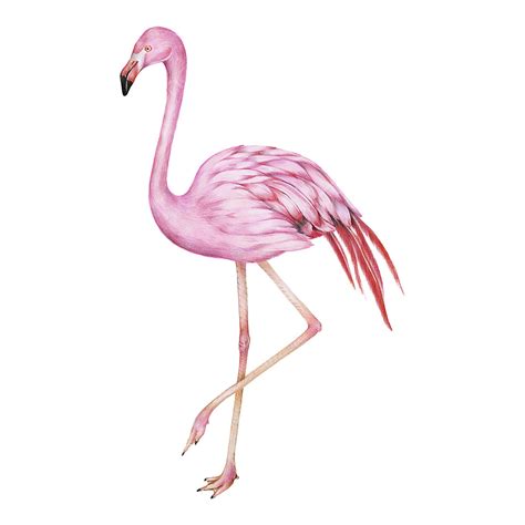 Flamingo, Animal, Bird, Drawing PNG and Vector with Transparent ...