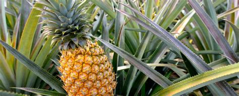 Maui Pineapple Farm Tour & Tasting | PMI Maui