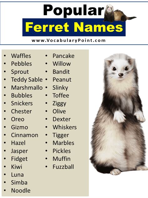 450+ Best Ferret Names (Cute, Cool and Pet) - Vocabulary Point