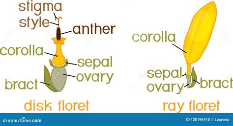 Structure of Ray Zygomorphic and Actinomorphic Disk Flowers from Inflorescence Flower Head or ...