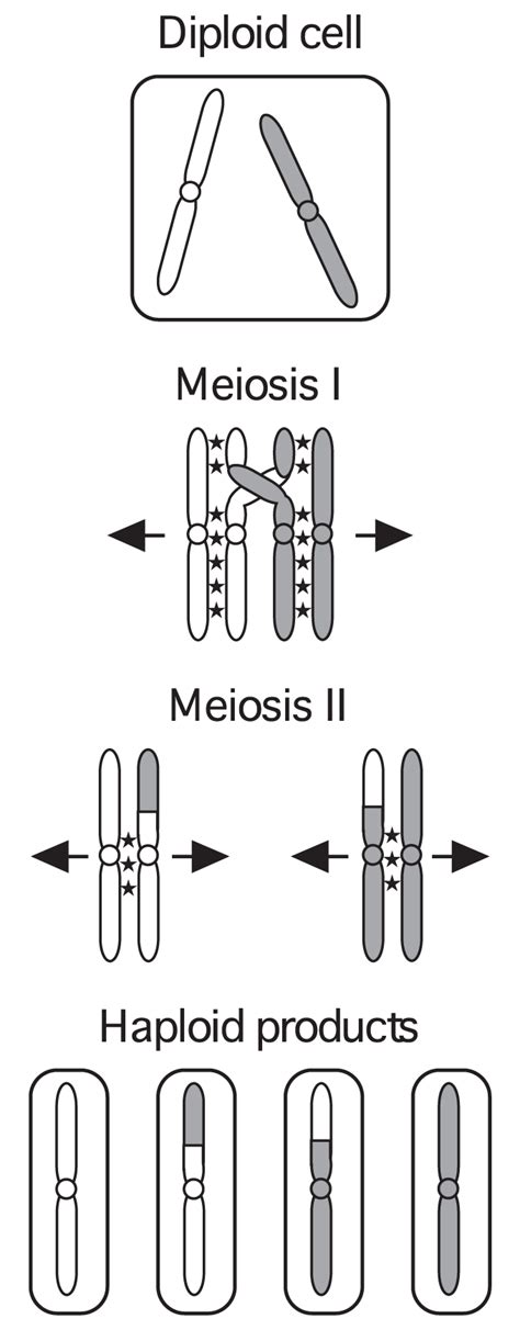 Hallmarks of meiosis. After DNA replication, homologous chromosomes ...