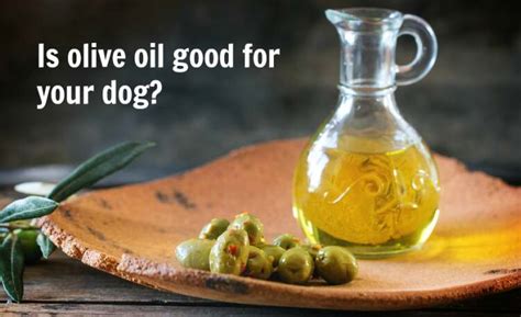 The Role of Olive Oil in Your Dogs Diet - The Mama Life