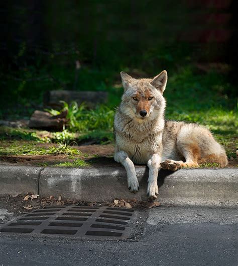 Urban Coyotes: Vital Scavengers - TosaConnection