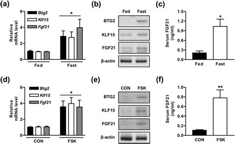 Fasting state and forskolin exposure elevate hepatic FGF21 gene... | Download Scientific Diagram