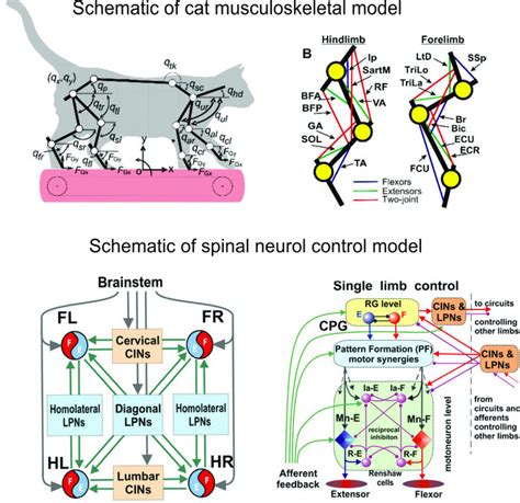 Cat locomotion could unlock better human spinal cord injury treatment ...