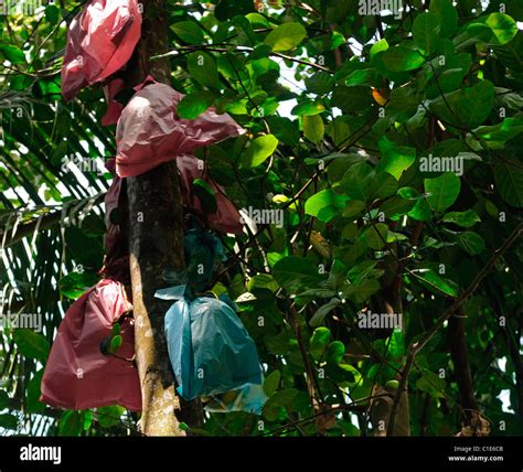 Durian fruit Durio kutejensis fruits on tree covered with plastic bags marked protect protected ...