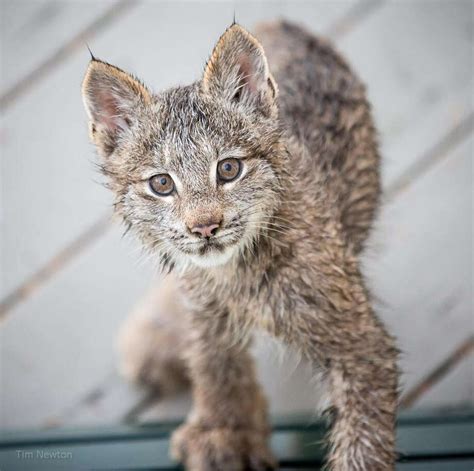 Alaskan photographer wakes up to lynx kittens playing on his porch ...