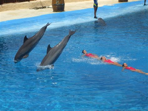 File:Dolphins and synchronized swimming.jpg - Wikimedia Commons