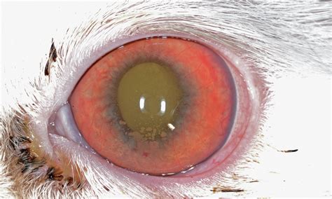 Cat with a Cloudy Eye | Clinician's Brief