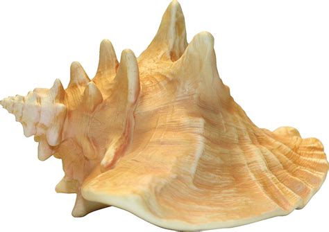 Conch PNG Image - PurePNG | Free transparent CC0 PNG Image Library