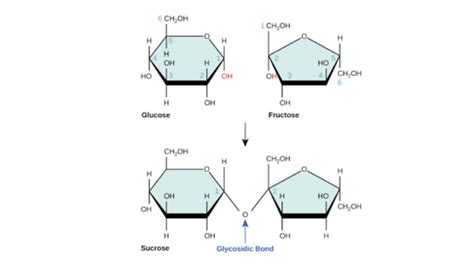 biochemistry - Where does the beta notation come from in the alpha 1,2 ...