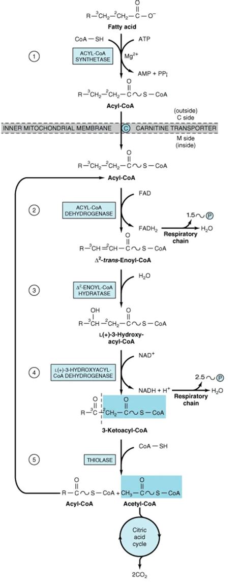 Steps Of Beta-oxidation- Lecture-3 | Our Biochemistry- Namrata Chhabra