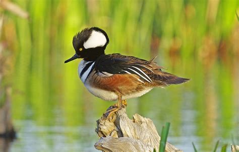 Hooded Merganser Facts, Habitat, Diet, Life Cycle, Baby, Pictures