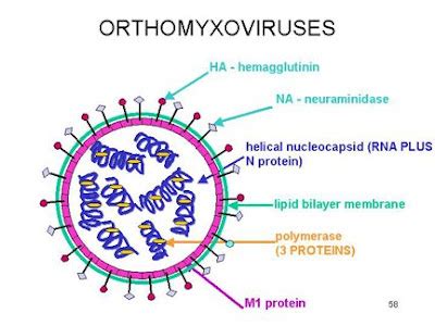 Orthomyxoviridae